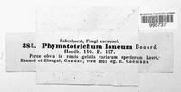 Phymatotrichum laneum image